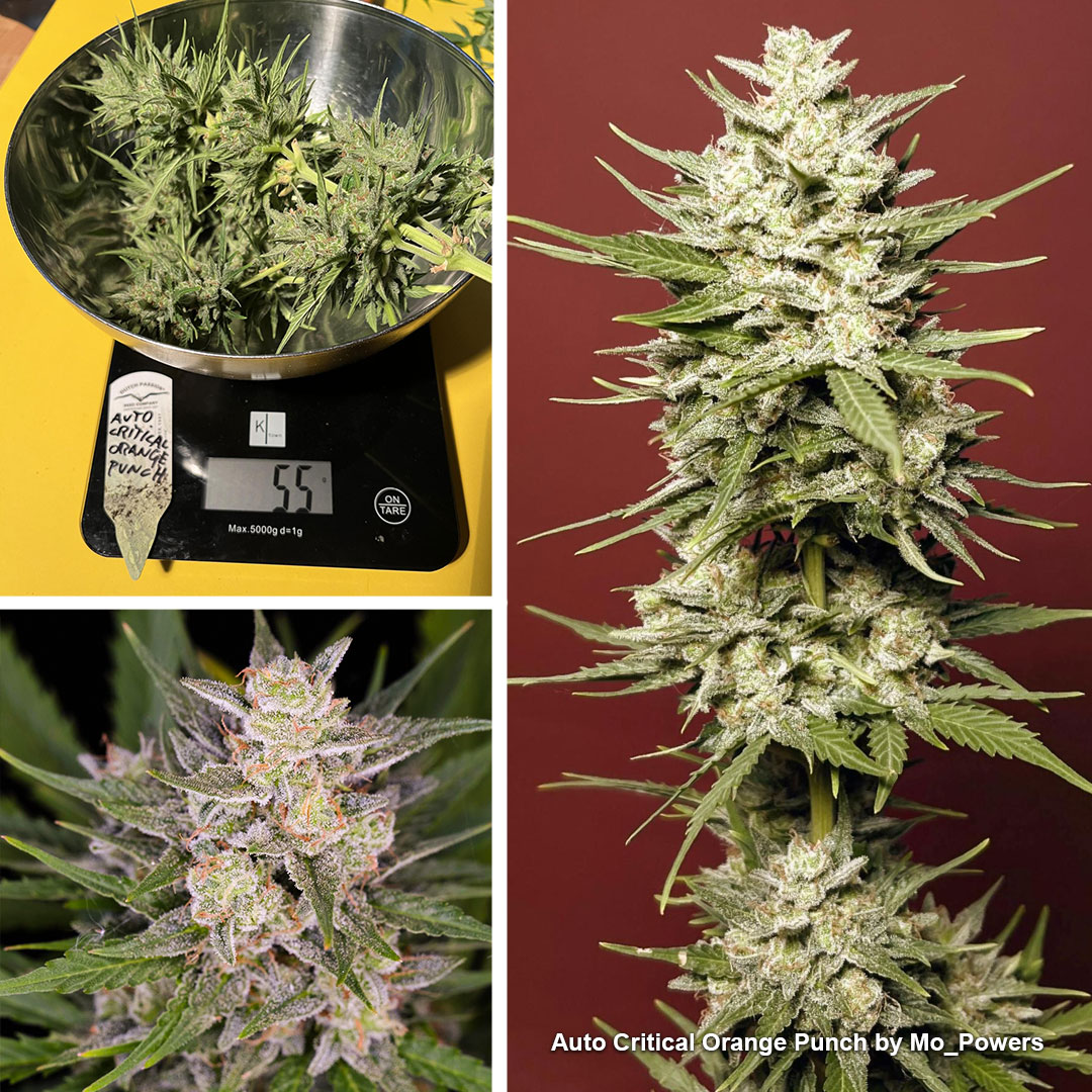 Growdiaries-winner--nr2-Auto-critical-orange-punch-outdoors-Mo-Powers