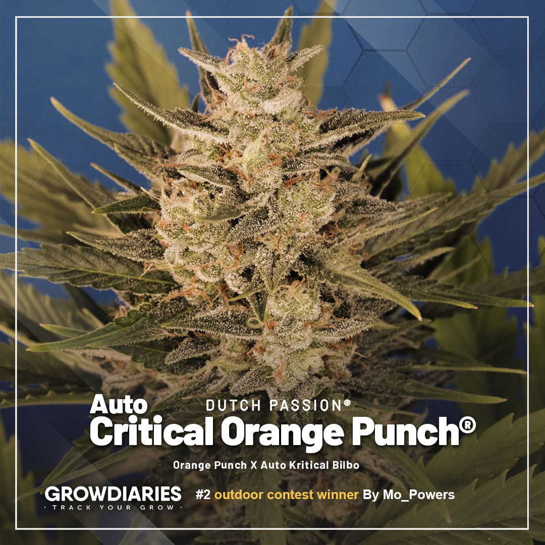 Growdiaries-winner--nr2-Auto-critical-orange-punch-outdoors