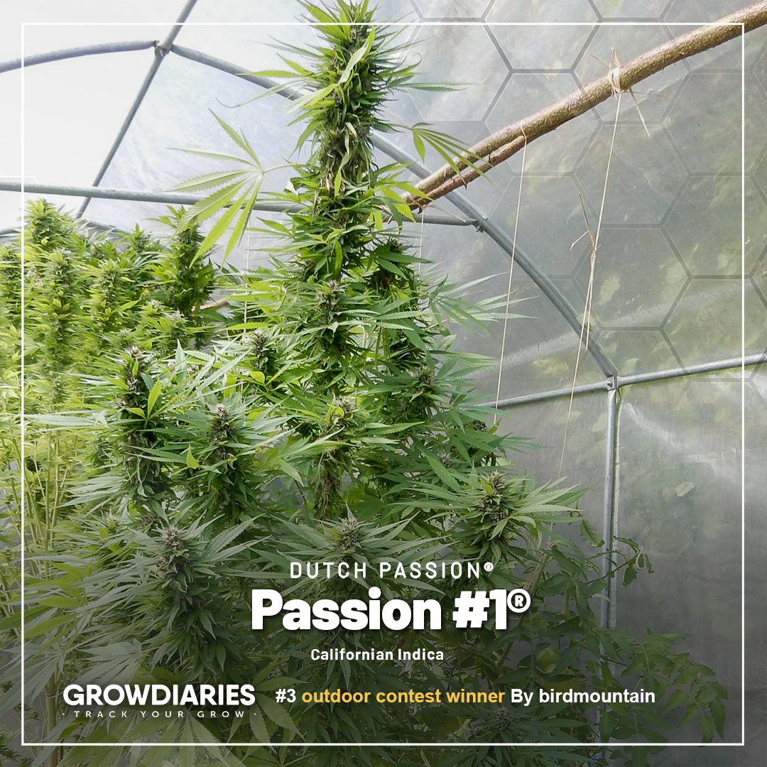 Growdiaries-winner--nr3-passionnr1-outdoors