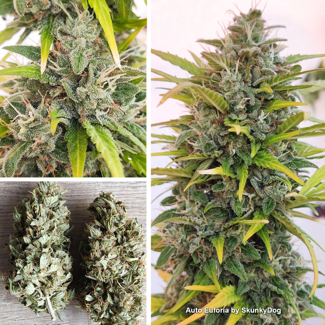 Growdiaries-winners-blog-Auto-Euforia-outdoor-winner-SkunkyDog