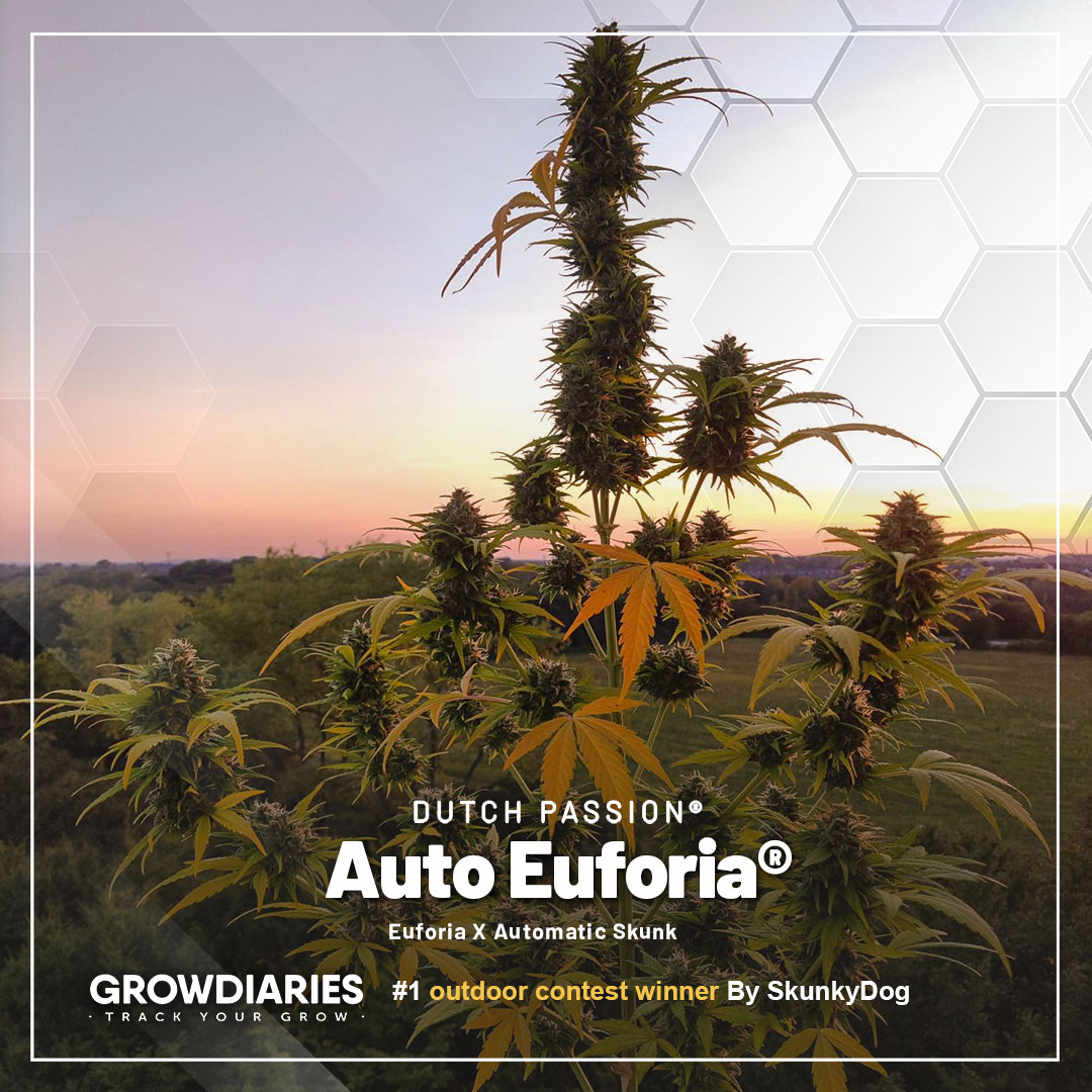 Growdiaries-winners-blog-Auto-Euforia-outdoor-winner