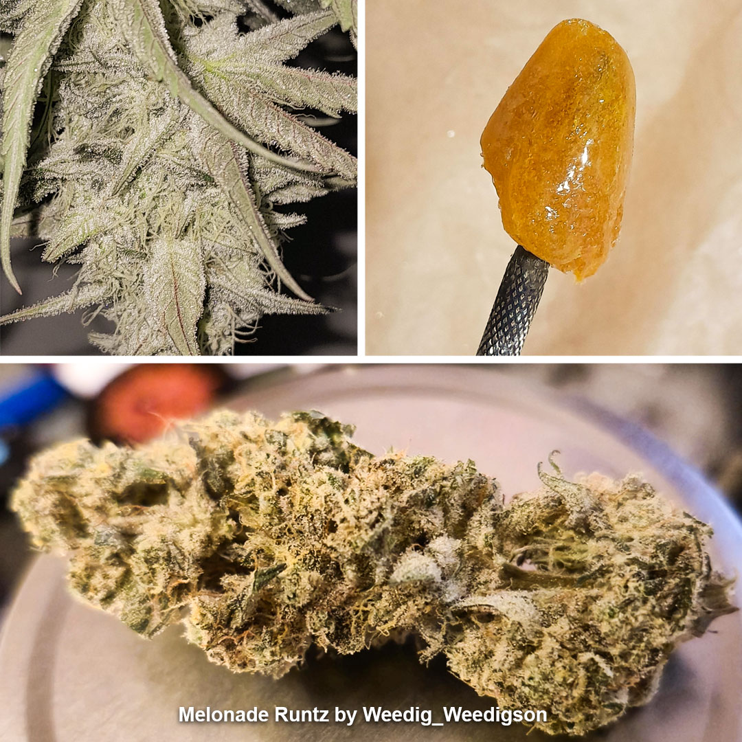 Growdiaries-winners-blog-nr1-Melonade-Runtz-Frosty-flowers