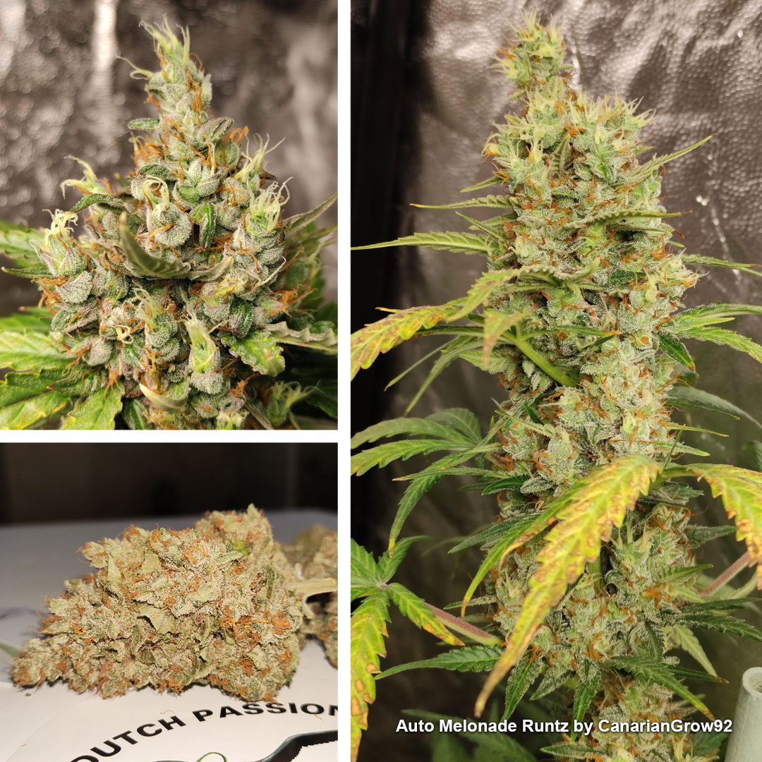 Growdiaries-winners-blog-nr2-Auto-Melonade-Runtz-Frosty-flowers
