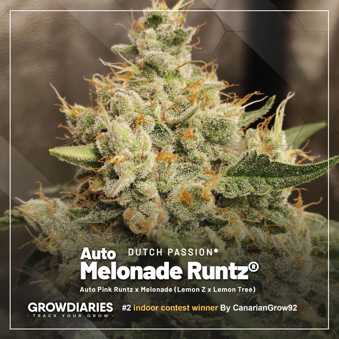 Growdiaries-winners-blog-nr2-Auto-Melonade-Runtz