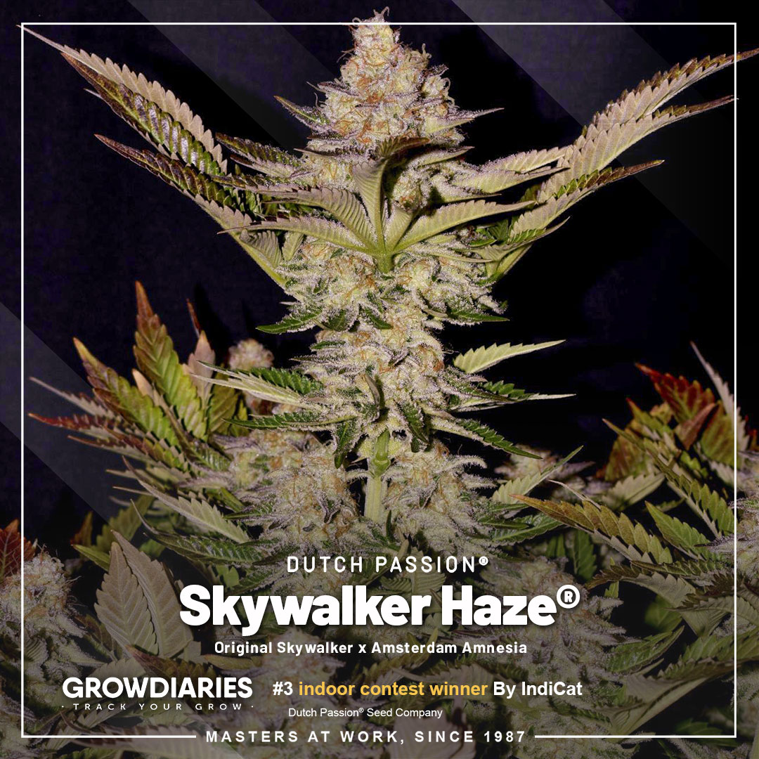Growdiaries-winners-blog-nr3-Auto-skywalker-haze-autoflower-trichomes