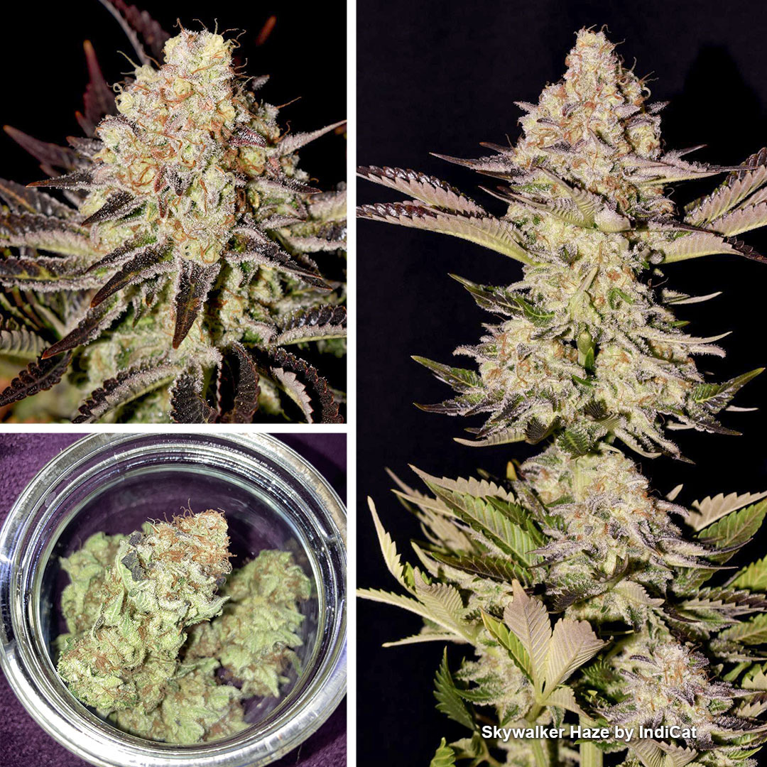 Growdiaries-winners-blog-nr3-Auto-skywalker-haze-extremely-potent