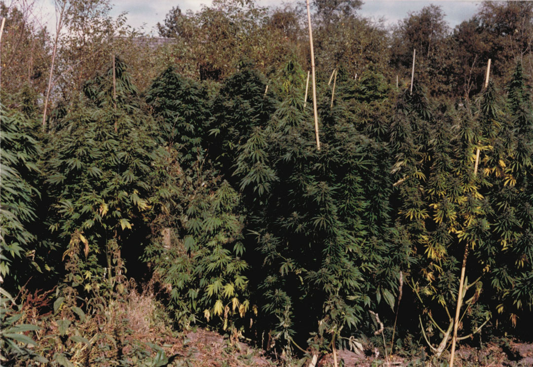 Growing-cannabis-outdoor