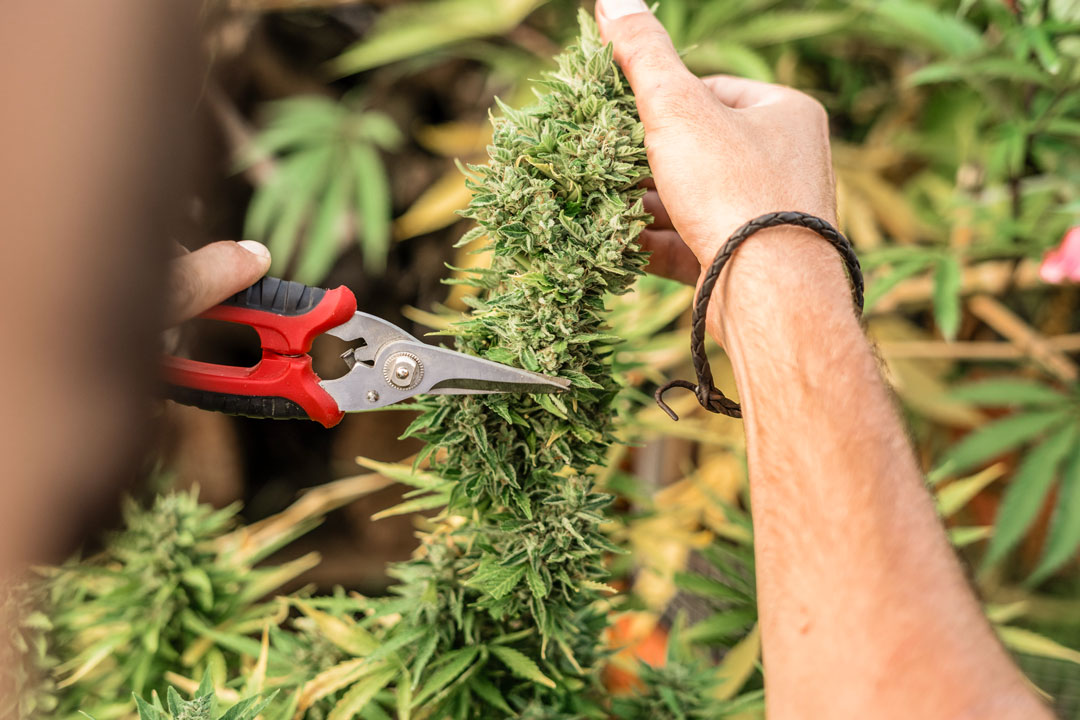 Harvesting-your-outdoor-cannabis-at-the-end-of-the-season