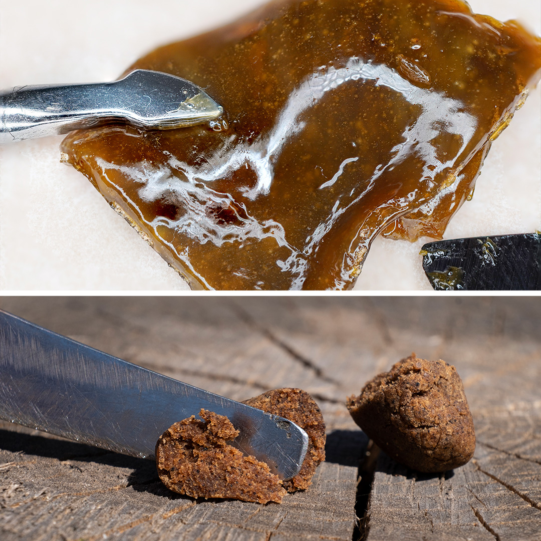 Hash-and-concentrates-dutch-passion-seed-company