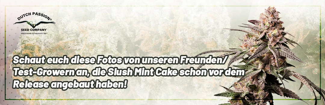 Header-Slush-Mint-Cake-Grown-by-Testgrowers