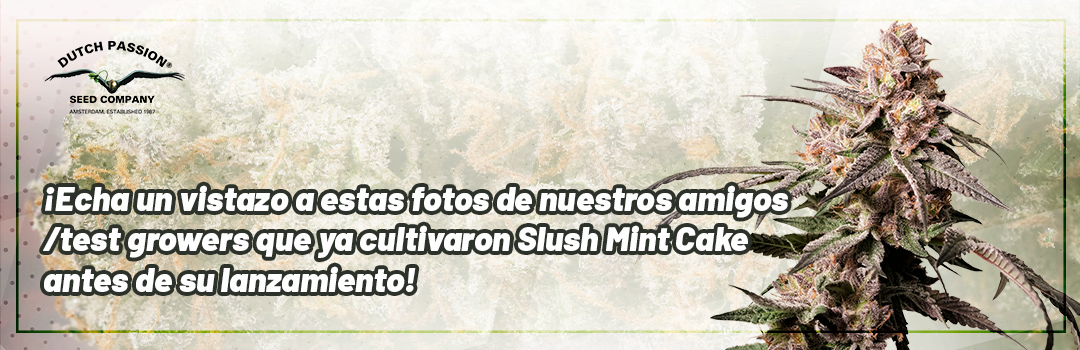 Header-Slush-Mint-Cake-Grown-by-Testgrowers