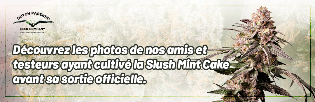 Header-Slush-Mint-Cake-Grown-by-Testgrowers-FR