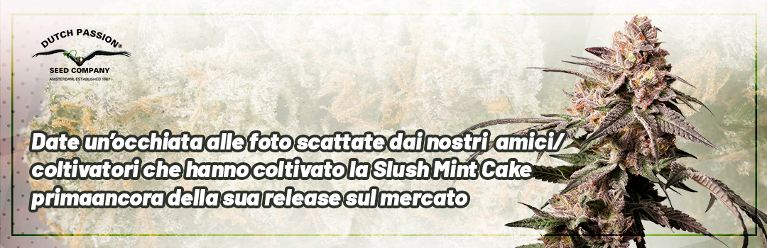 Header-Slush-Mint-Cake-Grown-by-Testgrowers