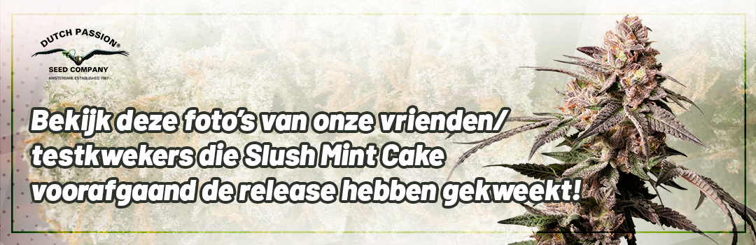 Header-Slush-Mint-Cake-Grown-by-Testgrowers
