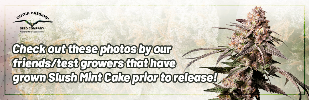 Header-Slush-Mint-Cake-Grown-by-Testgrowers