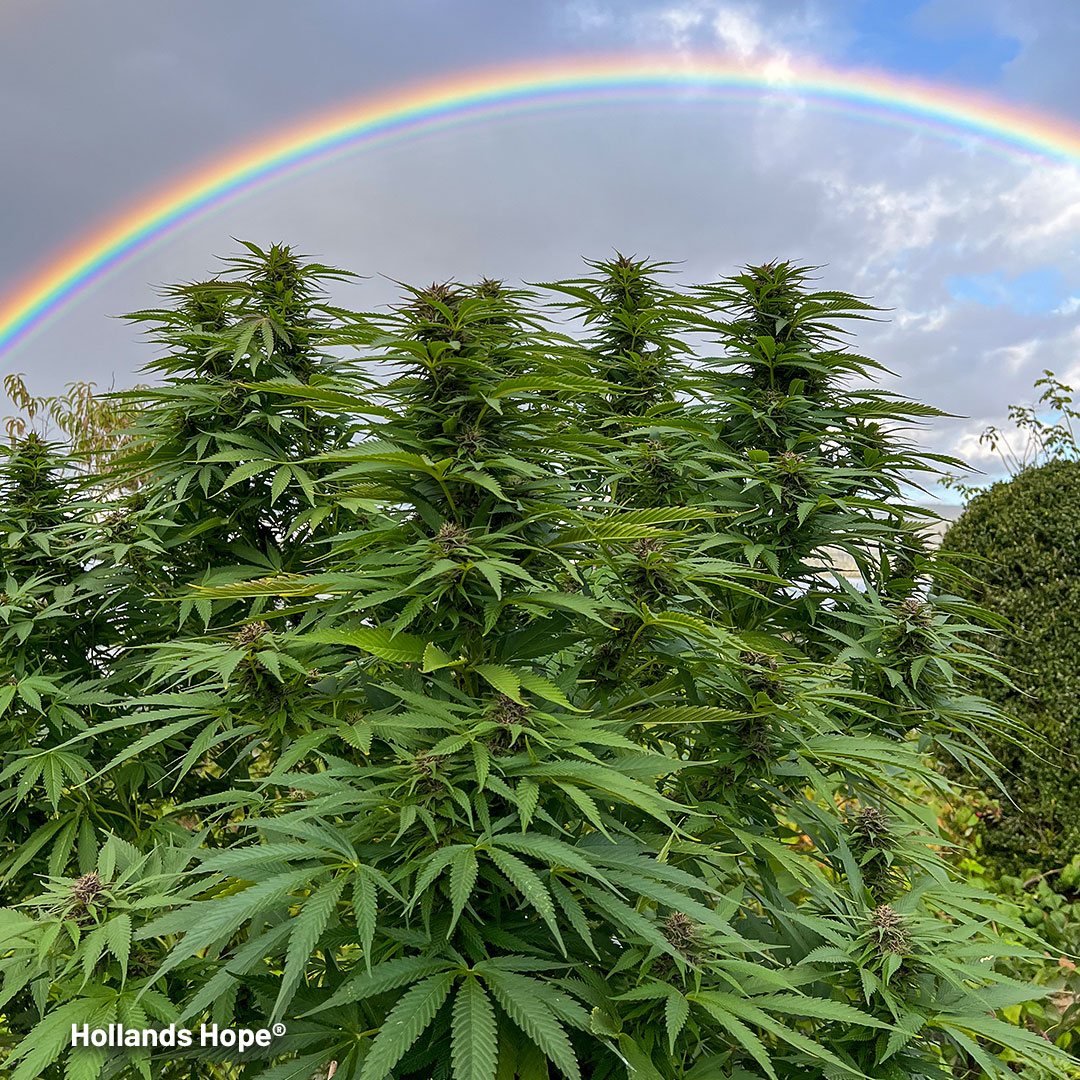 Hollands-Hope-outdoor-cannabis-plant-growing-under-a-rainbow