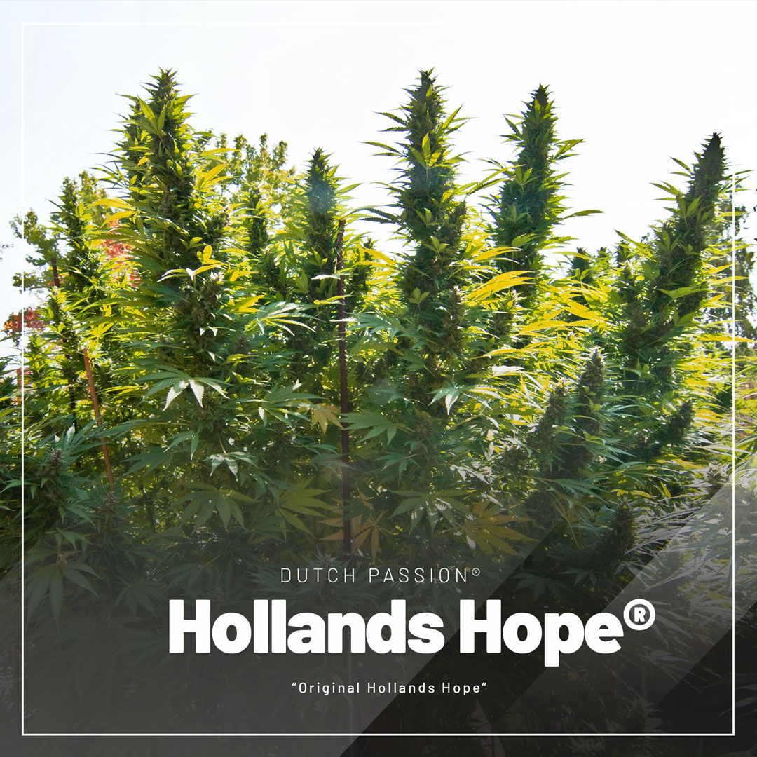 Hollands-Hope-regular-cannabis-seeds