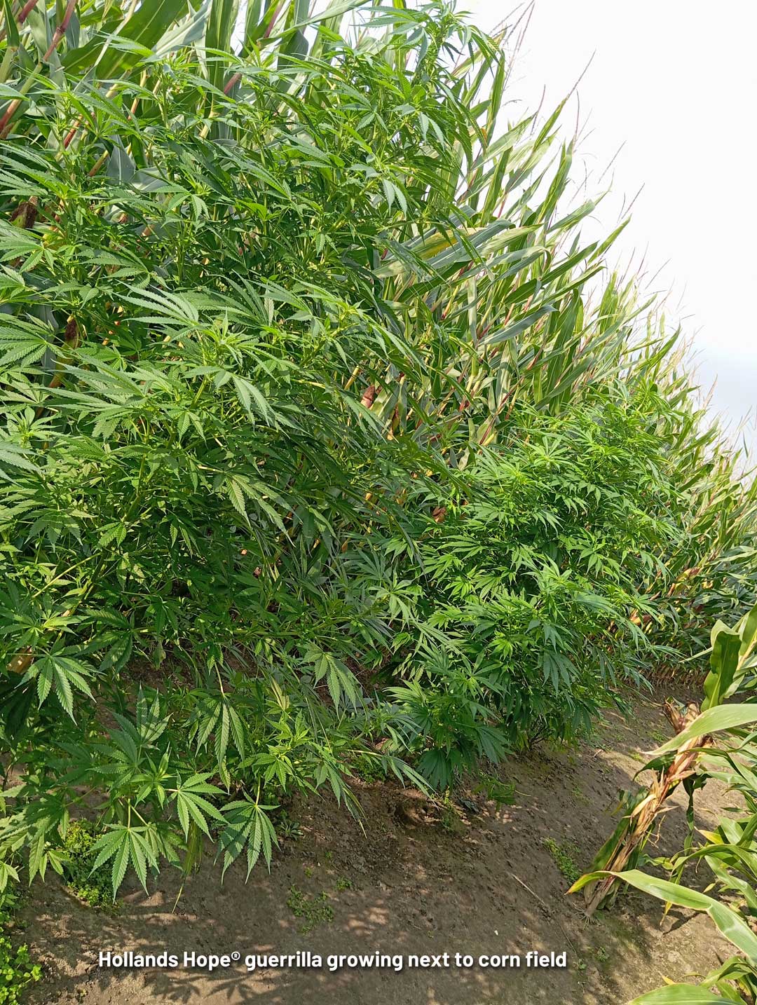 Hollands-hope-cannabis-plant-growing-next-to-corn-field