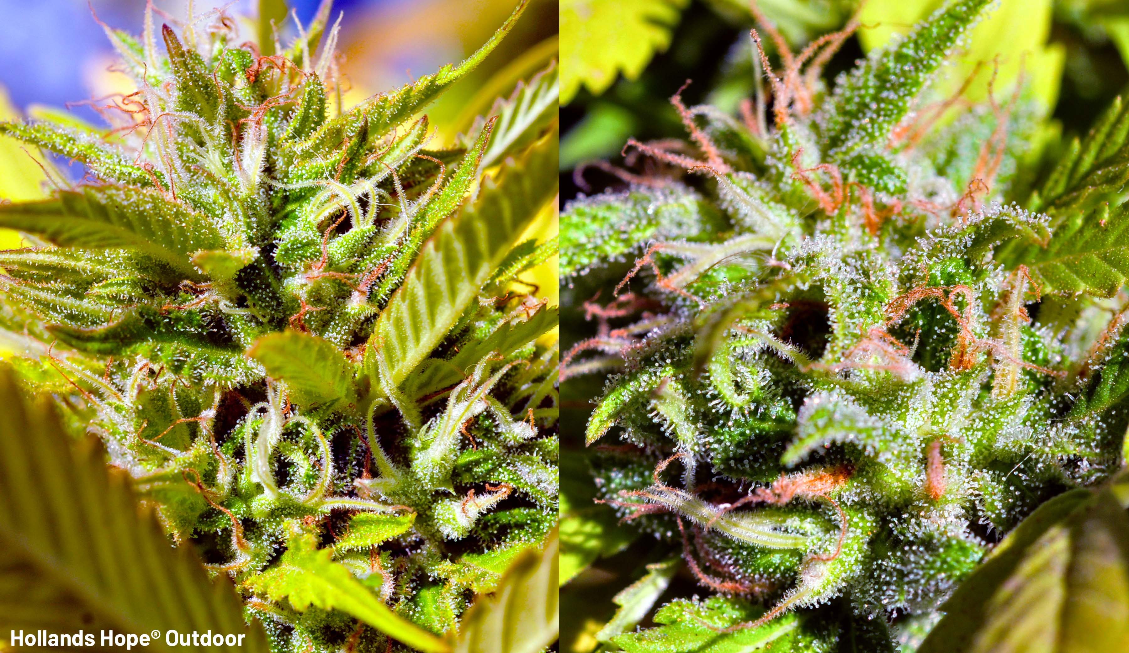 Hollands Hope Budshot Outdoors