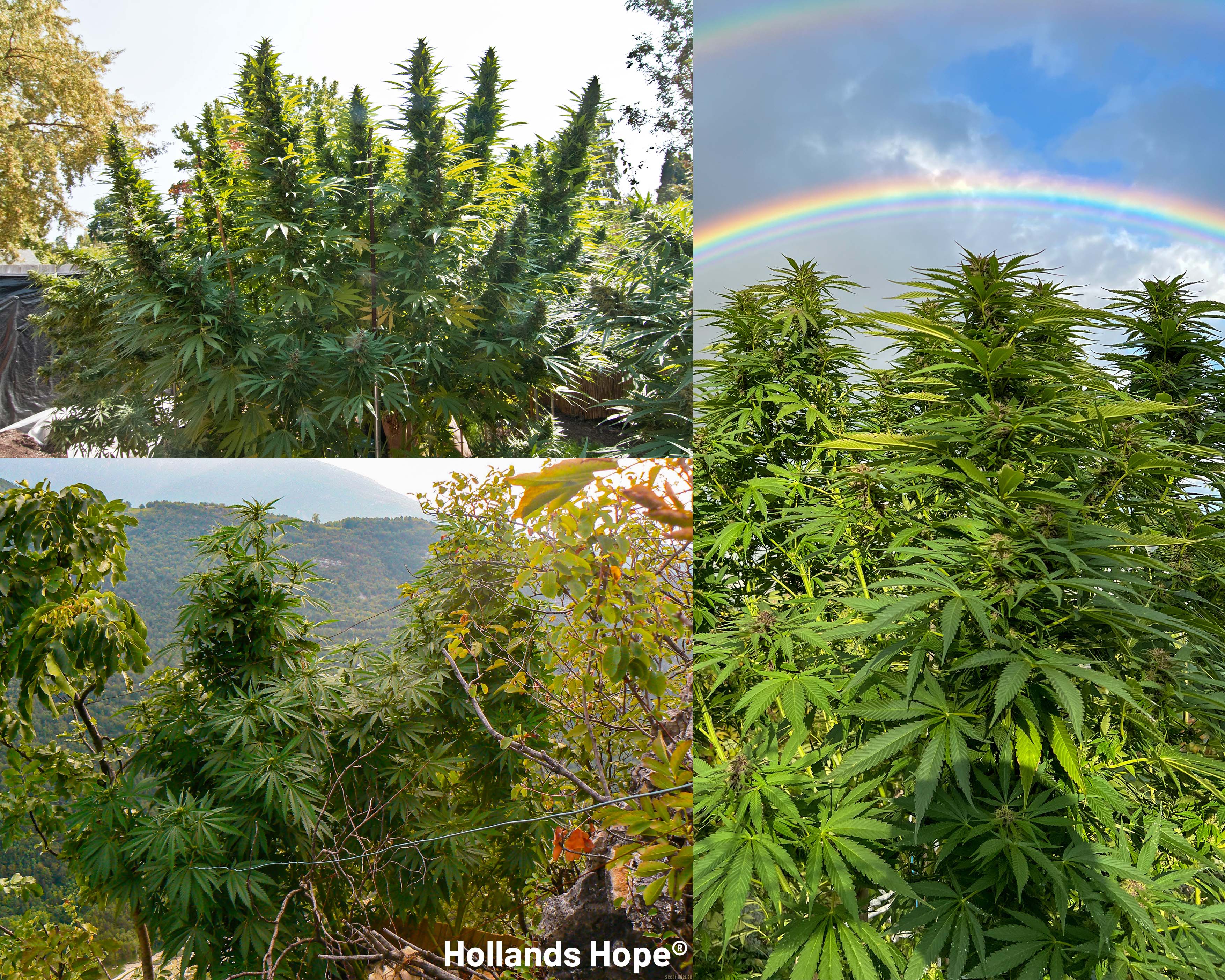 Hollands Hope fullplant Outdoors
