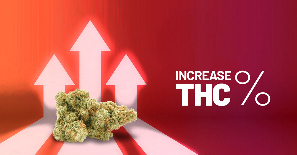How-to-increase-your-thc-level-in-cannabis