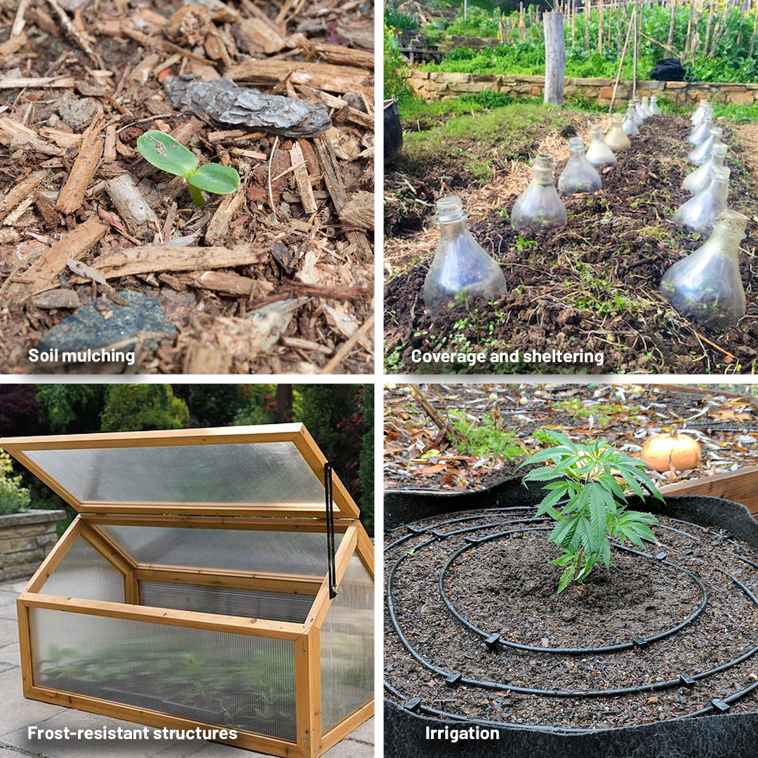 How-to-protect-outdoor-cannabis-plants-from-frost