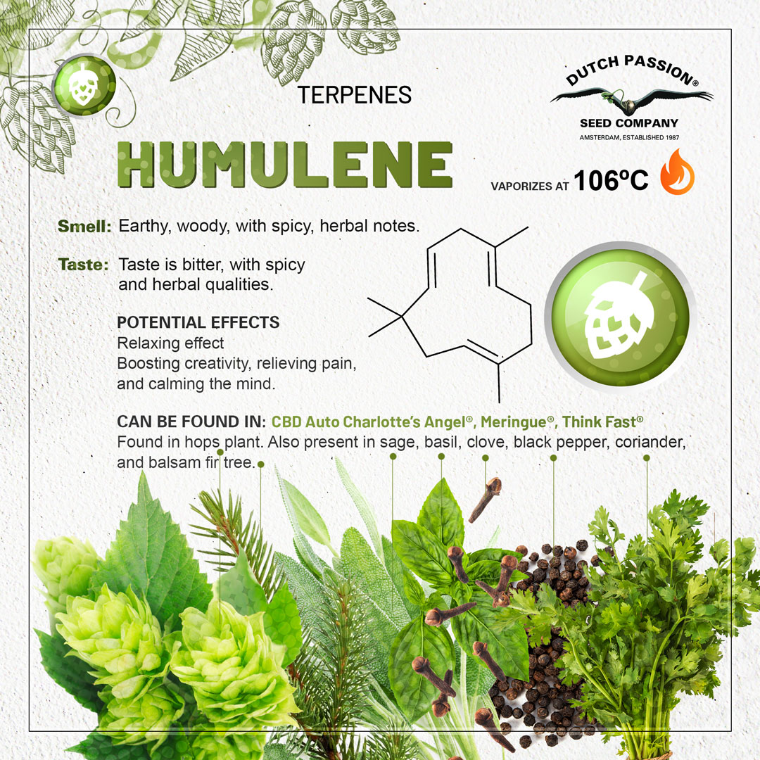 Humulene cannabis terpene chart