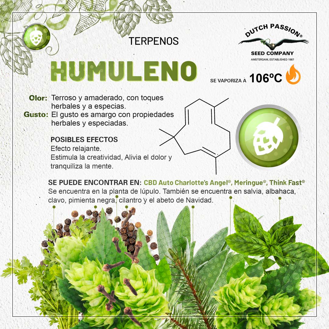 Humuleno: Guia de olor gusto y efectos