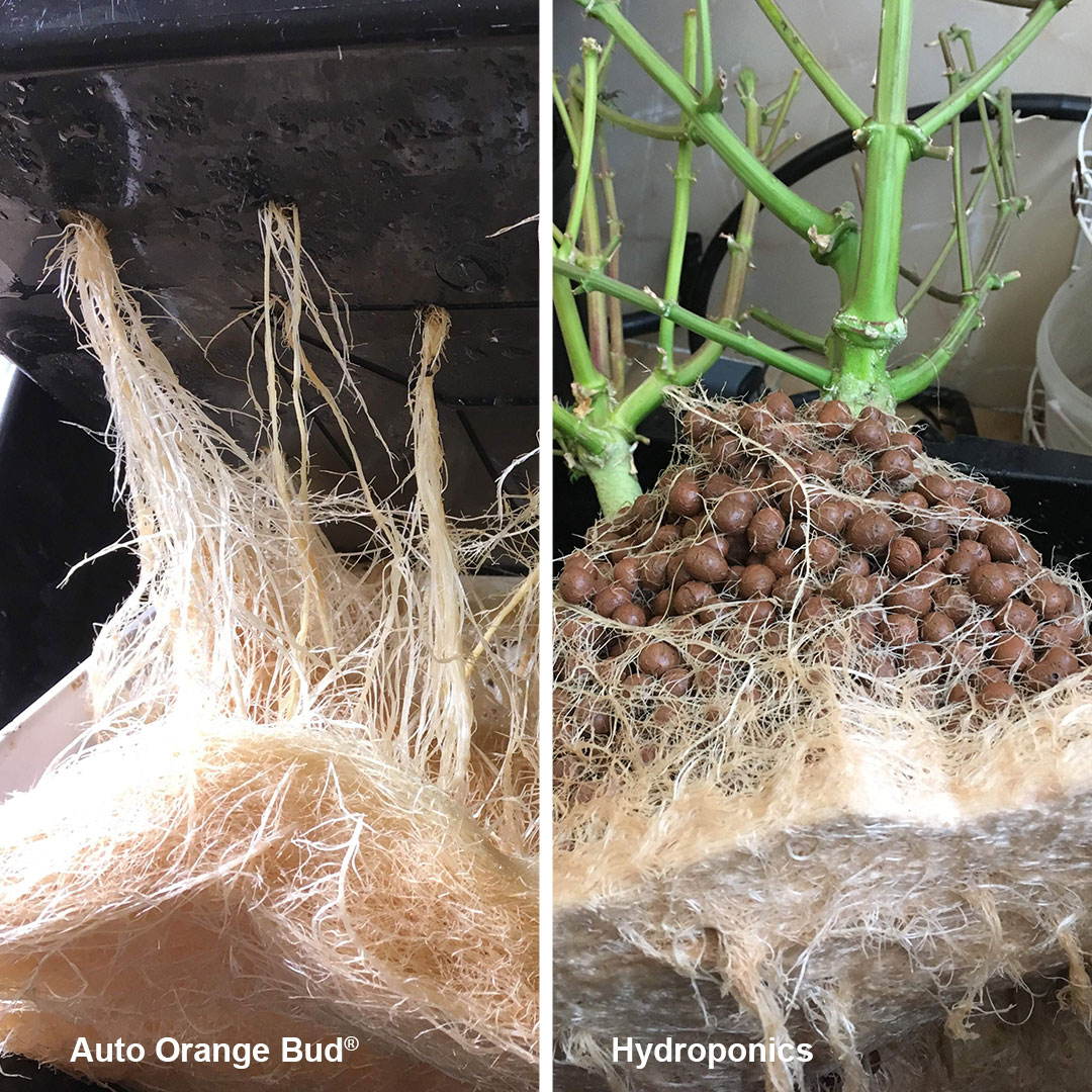 Hydroponics-system-with-cannabis-auto-orange-bud