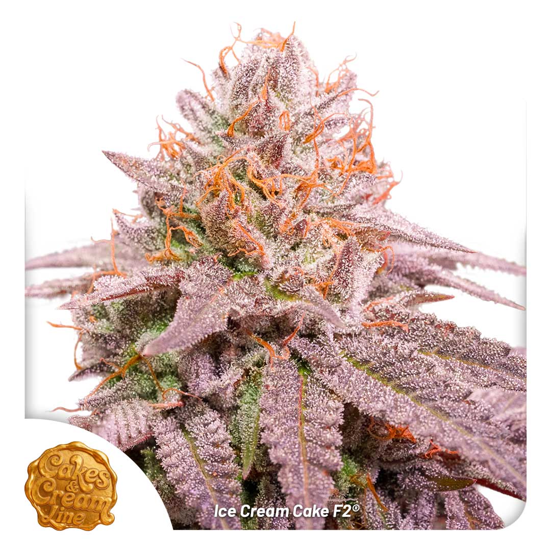 Ice Cream Cake F2 regular limited seeds by Dutch Passion