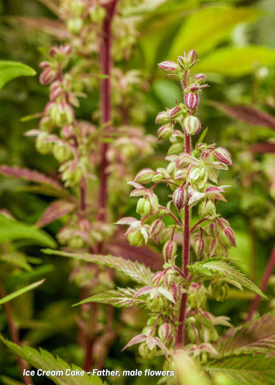 Ice Cream Cake Father male cannabis plant