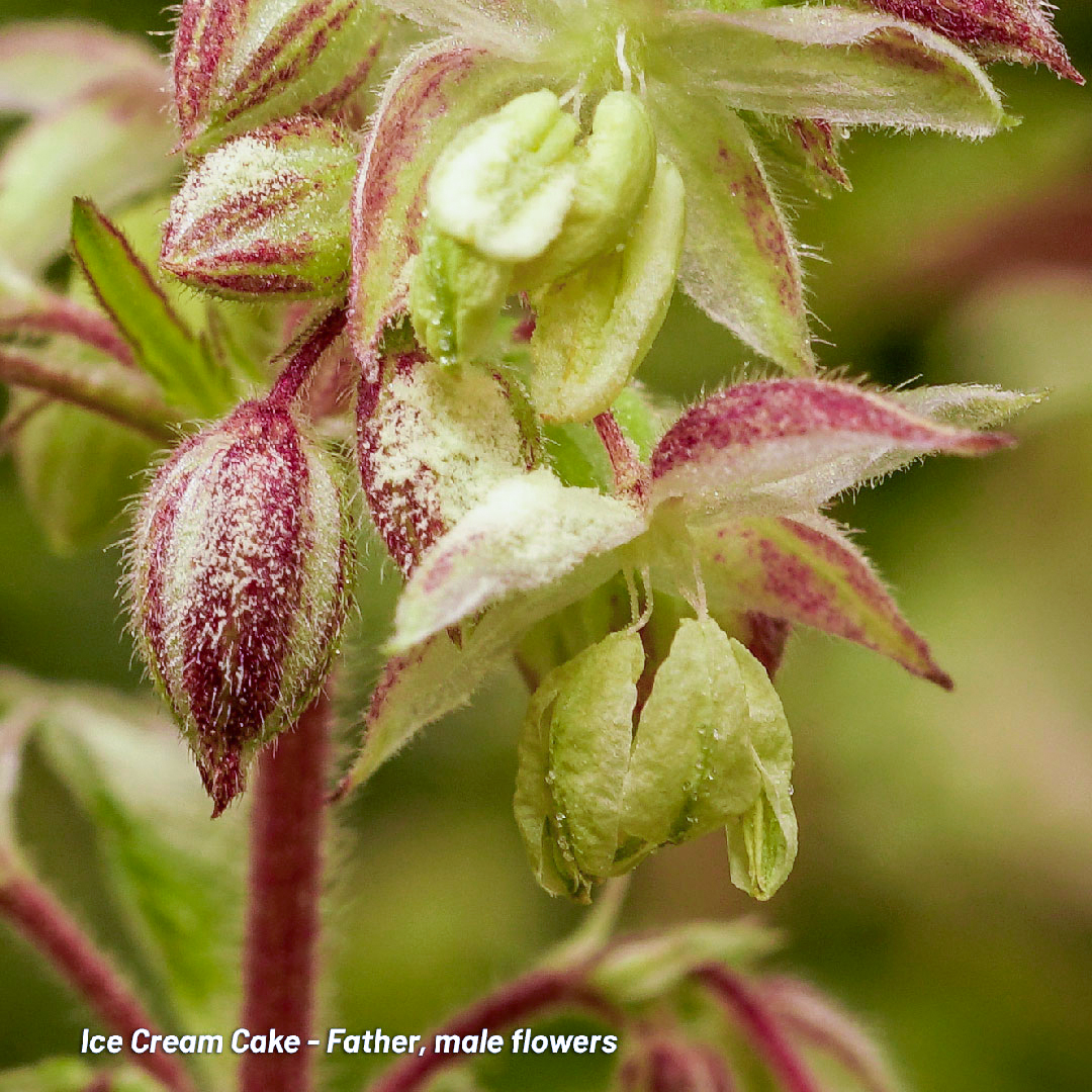 Ice Cream Cake Father male flowers closeup