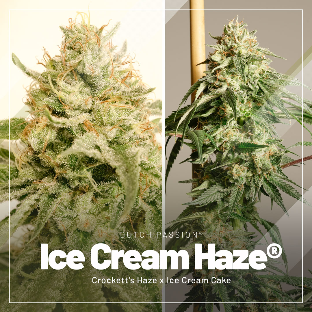 Ice-Cream-Haze-Dutch-passion-haze-cannabis-seeds