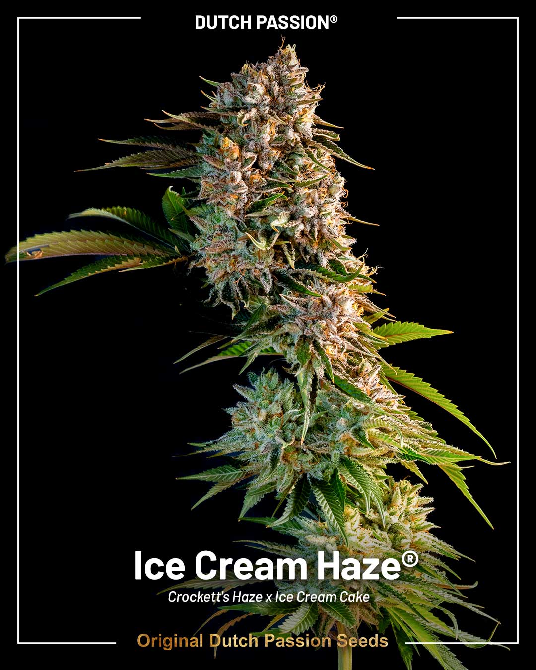 Ice Cream Haze cannabis plant made by Dutch Passion