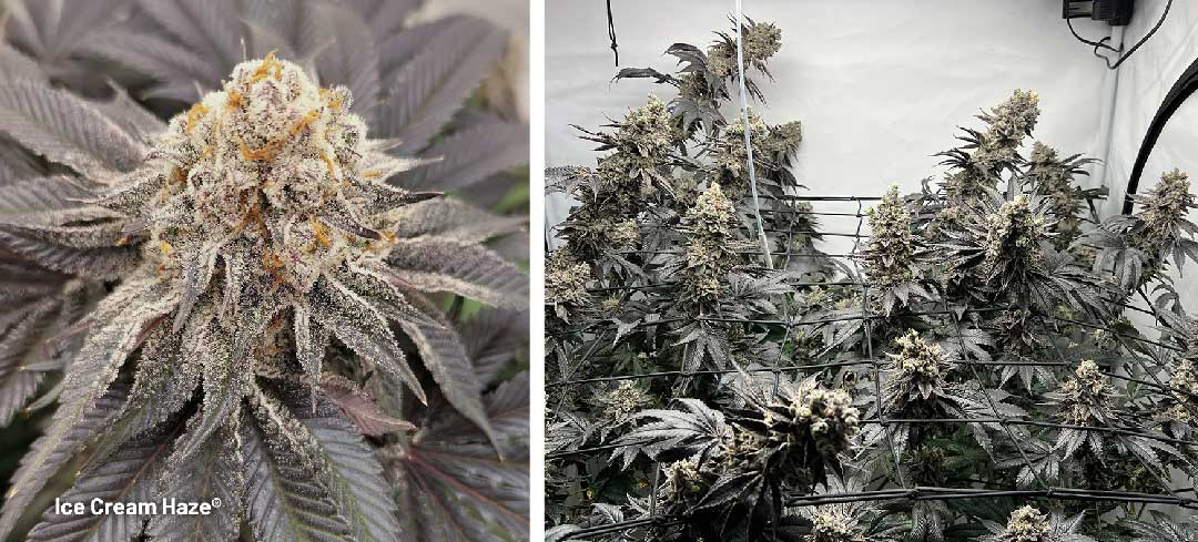 Ice Cream Haze dutch passion cannabis seeds