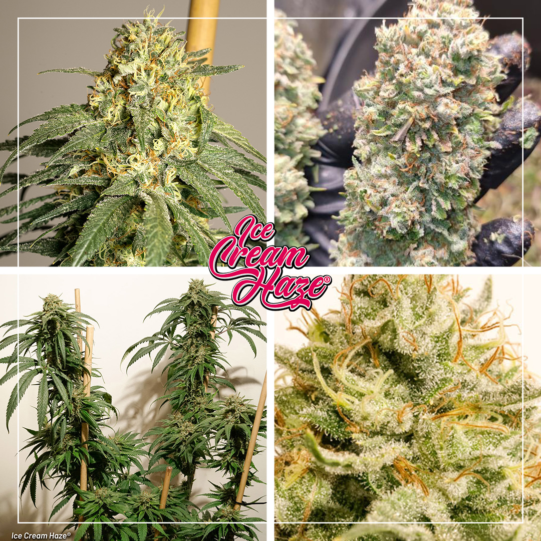 Ice-Cream-Haze-most-innovating-product-cannabis-seeds