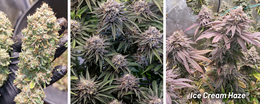 Ice-Cream-Haze-suitable-for-making-hash