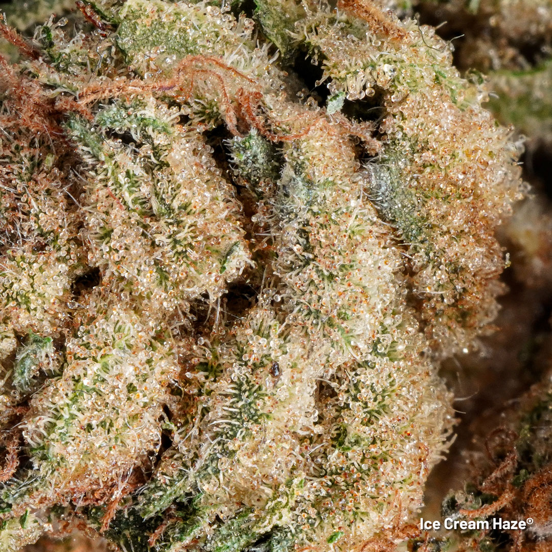 Ice cream haze cannabis strain with 27 procent thc levels