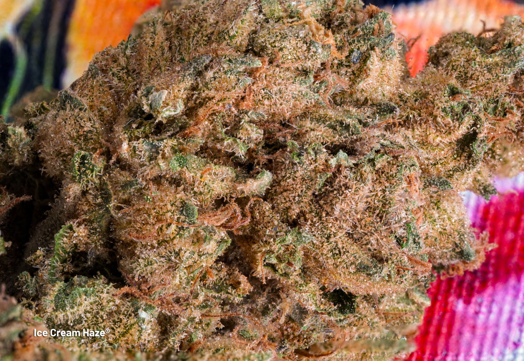 Ice Cream Haze frosty bud with 27 percent THC levels