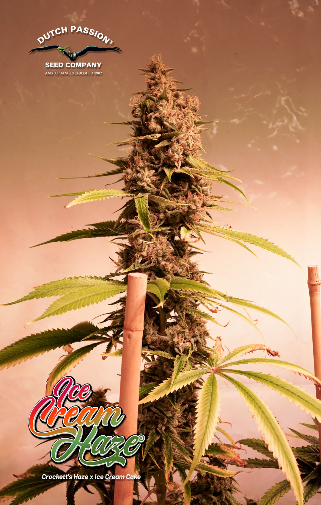 Ice Cream Haze plant tested with 27 percent potency Dutch Passion