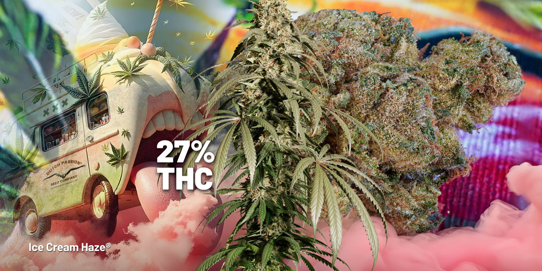 Ice cream haze tested with extreme thc levels