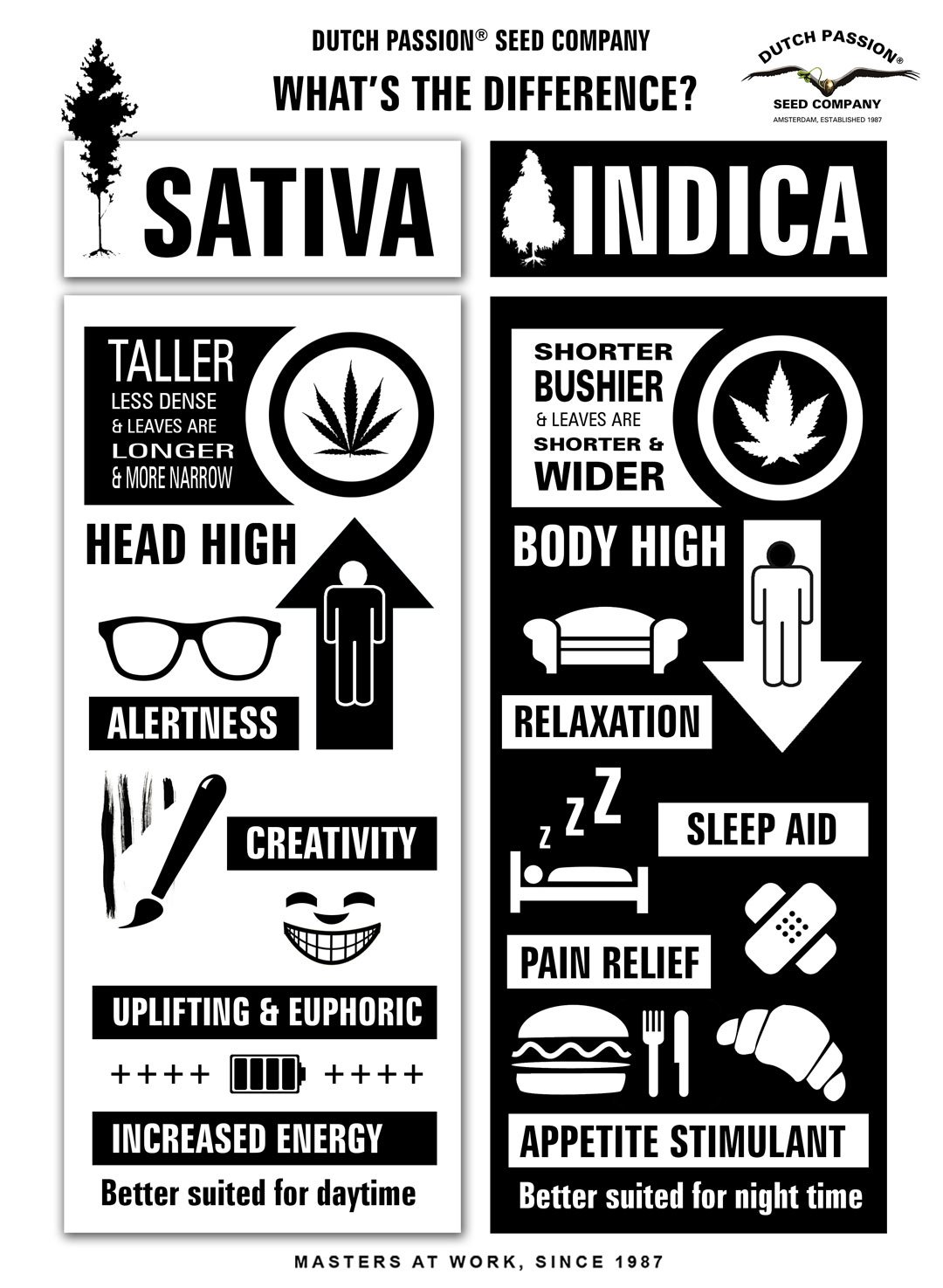 Indica-Sativa-overview-differences