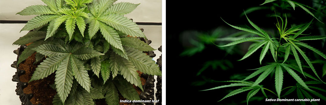 Indica-and-sativa-leaf-difference