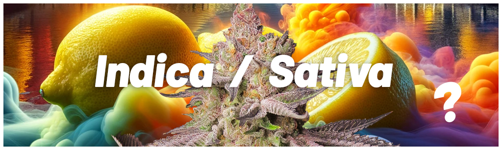 Is-Runtz-indica-or-Sativa