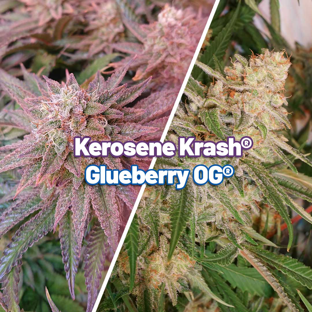 Kerosene-Krash-and-Glueberry-mixed-and-blended