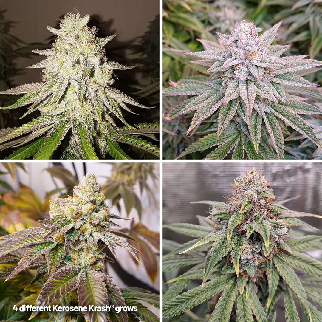 Kerosene-Krash-different-grows-by-various-growers