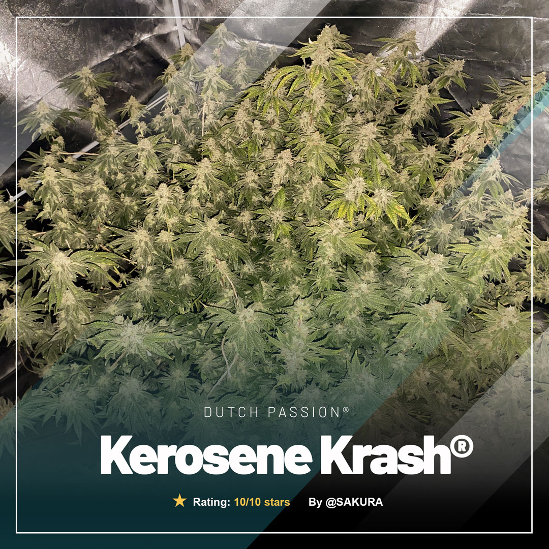 Kerosene-Krash-epic-cannabis-genetics-feminised-seeds