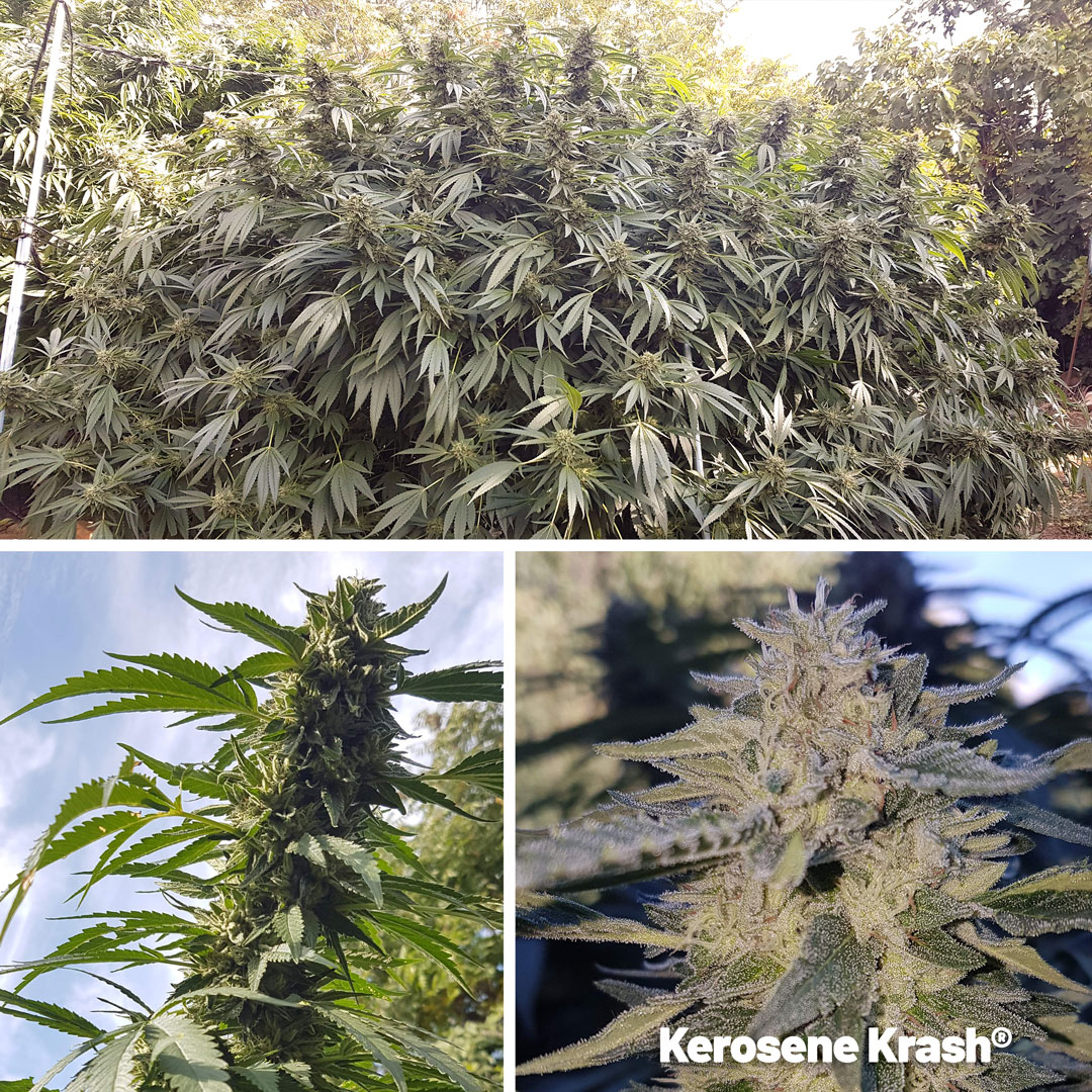 Kerosene-Krash-huge-outdoor-grow-big-roots-big-yield-cannabis-seeds-by-dutch-passion