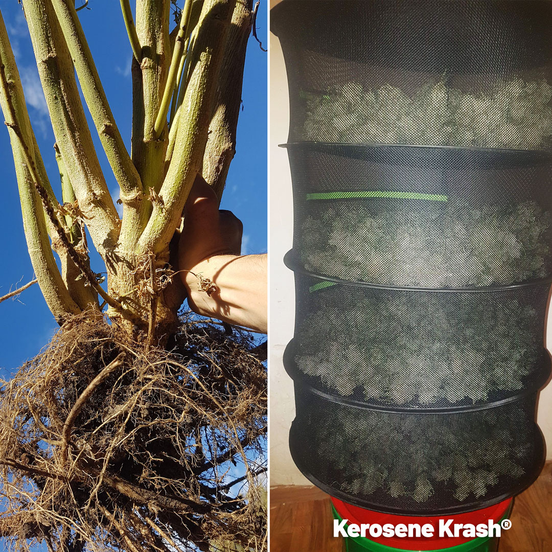 Kerosene-Krash-huge-outdoor-grow-big-roots-big-yield