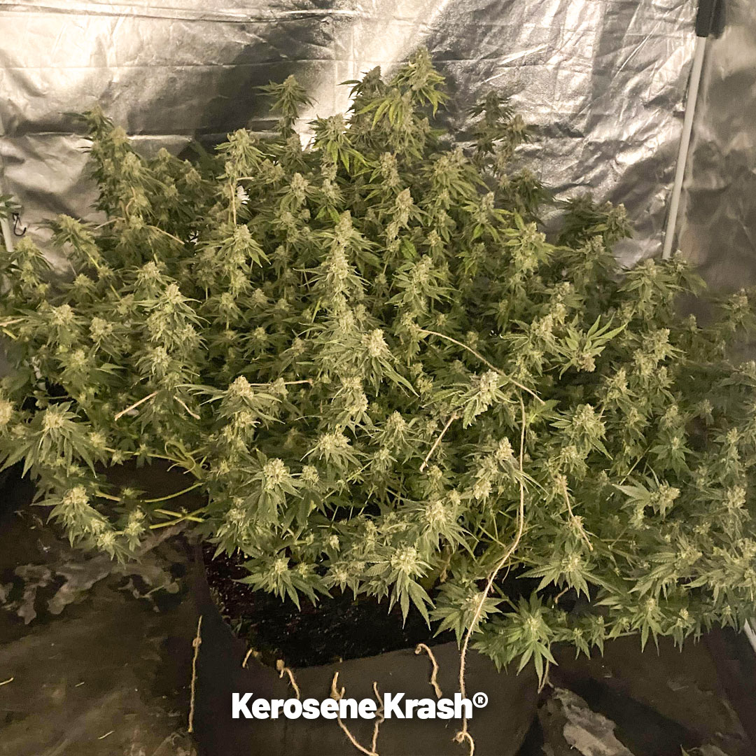 Kerosene-Krash-huge-plant-grow-review-yield-potency-10